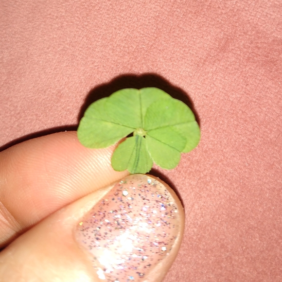 🍀 REAL Wild 5 Leaf Clover Rare Just for You Found 4 /24/23 USA yard Lucky Five - Picture 6 of 13